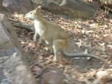 Wallabie (Kangoroo)