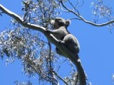 Koala frisst Eukalyptus