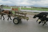 Pferdewagen auf der Strasse