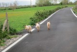 Ferkel auf Strasse
