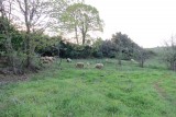 De schapen in de wei