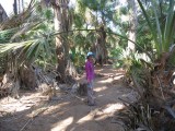 Wandeling door de Australische Djungle