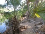 Wandeling door de Australische Djungle
