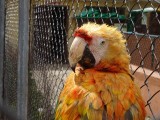 Dierentuin: papegaai