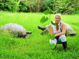 Land Turtle