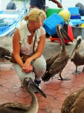 Pelicans