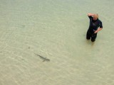 Shark