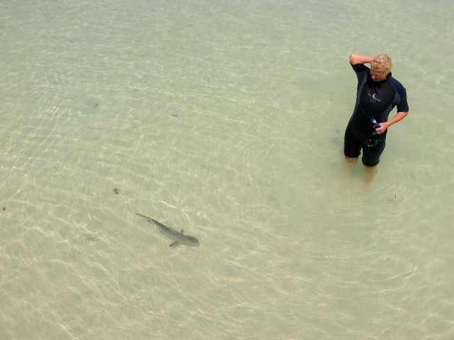 Shark