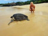 Turtles