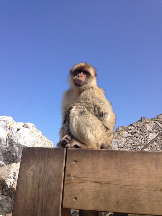 Dagtrip naar Gibraltar