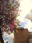 Granada