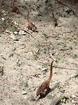 Tikal, Guatemala