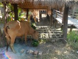 HCambodja