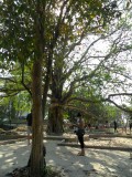 Cambodja