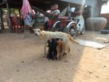 Cambodja