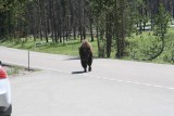 Buffeltje op de weg
