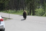 En ze lopen gewoon de weg op!