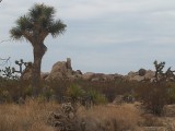 Een Joshua Tree