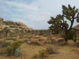 Joshua Tree