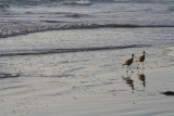 Vogeltjes