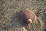 Sand dollar...heel aparte schelpdieren