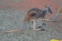 East Mc Donnell ranges & Erlunda (1)