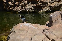 West Mc Donnell's Ranges (15)