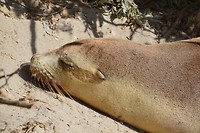 Seal Bay (1)
