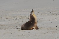 Seal Bay (2)