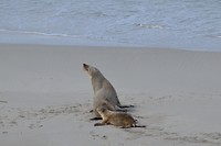 Seal Bay (3)
