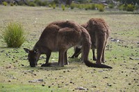 Wildlife  Kangoroe en Wallabi (2)