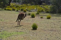 Wildlife  Kangoroe en Wallabi (3)
