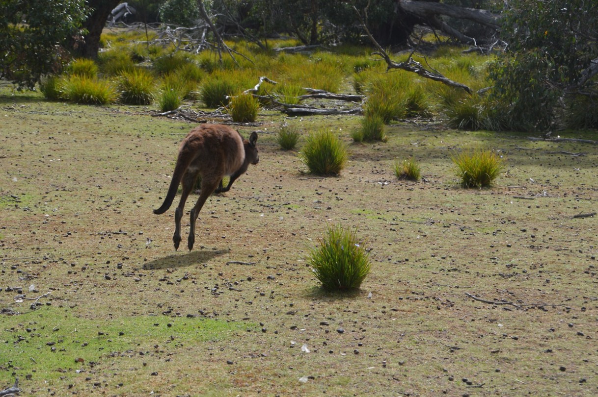Wildlife  Kangoroe en Wallabi (3)