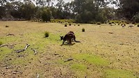 Kangoroo Island Dag 1