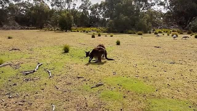 Kangoroo Island Dag 1