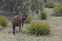 Wildlife  Kangoroe en Wallabi (4)