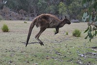 Wildlife  Kangoroe en Wallabi (5)