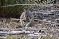 Wildlife  Kangoroe en Wallabi (6)