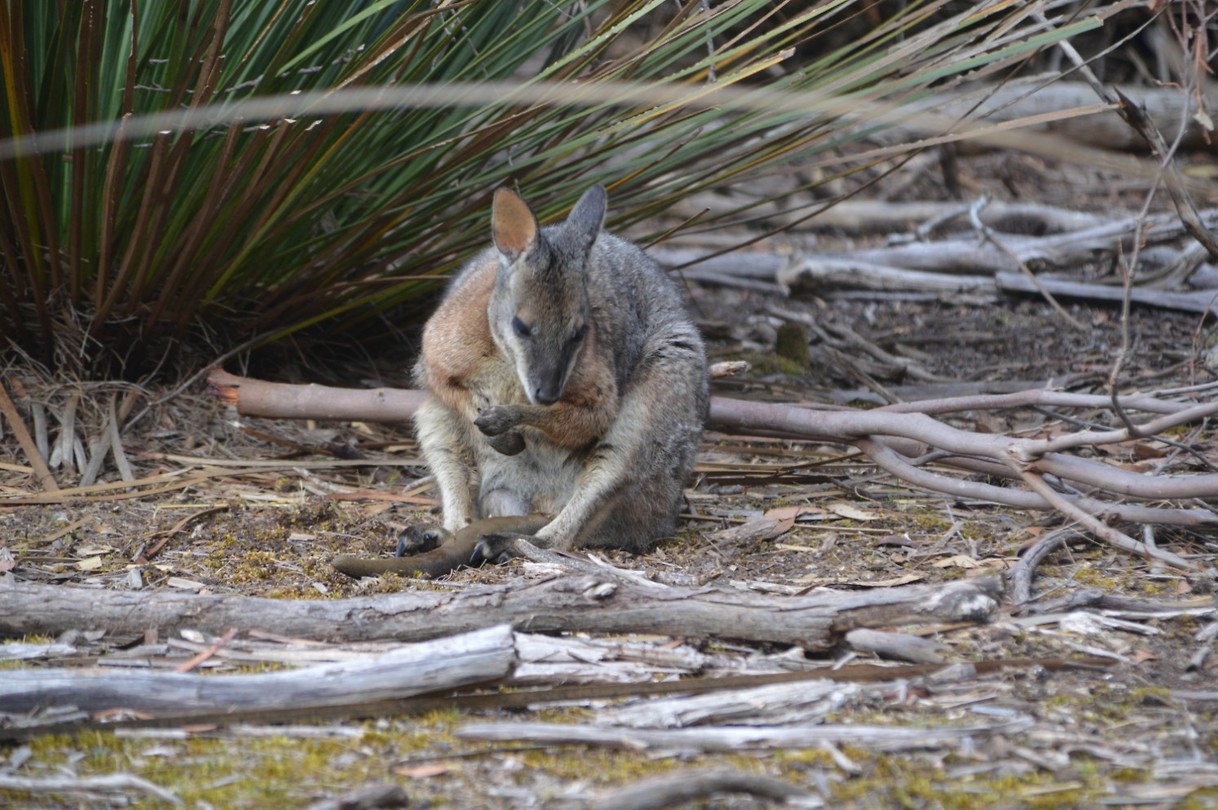 Wildlife  Kangoroe en Wallabi (6)
