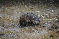 Wildlife (15)