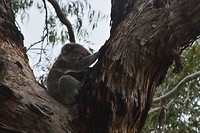 Wildlife Koala's (2)
