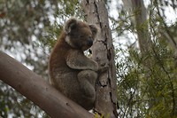 Wildlife Koala's (3)