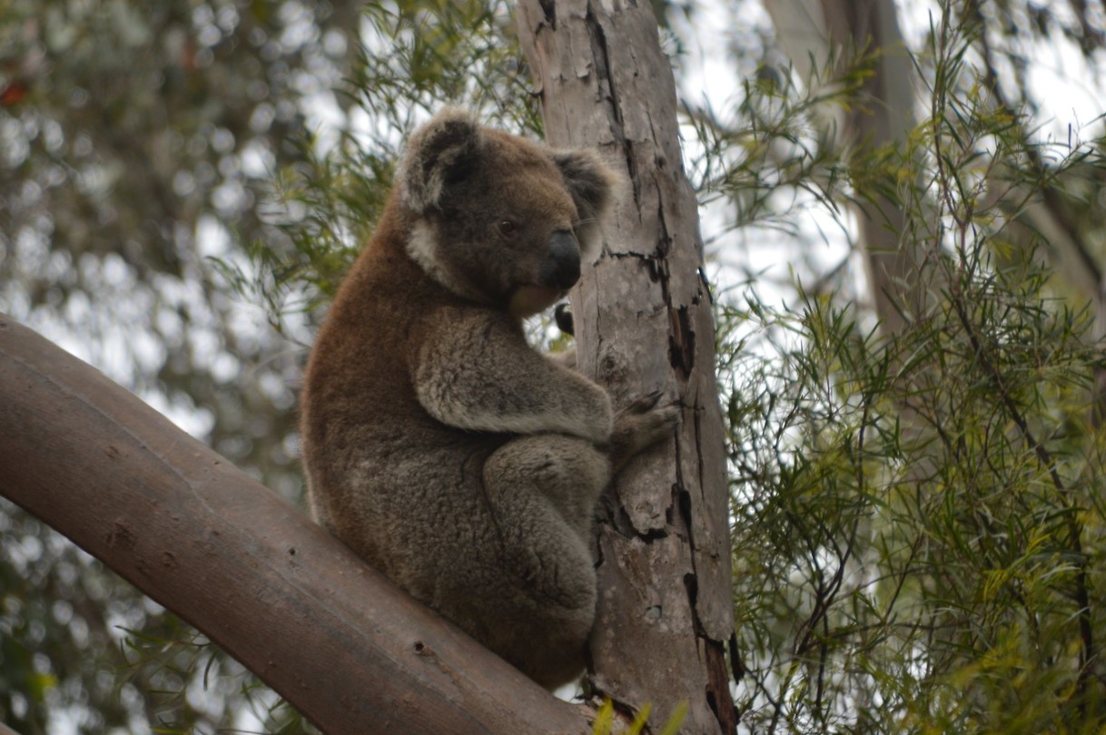 Wildlife Koala's (3) Foto René en Rita's reisblog