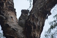 Wildlife Koala's (4)
