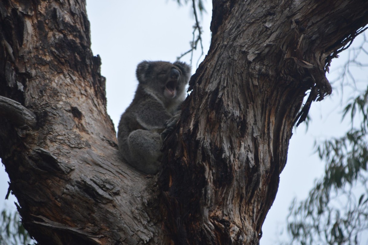 Wildlife Koala's (4) Foto René en Rita's reisblog