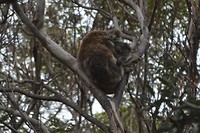 Wildlife Koala's (5)