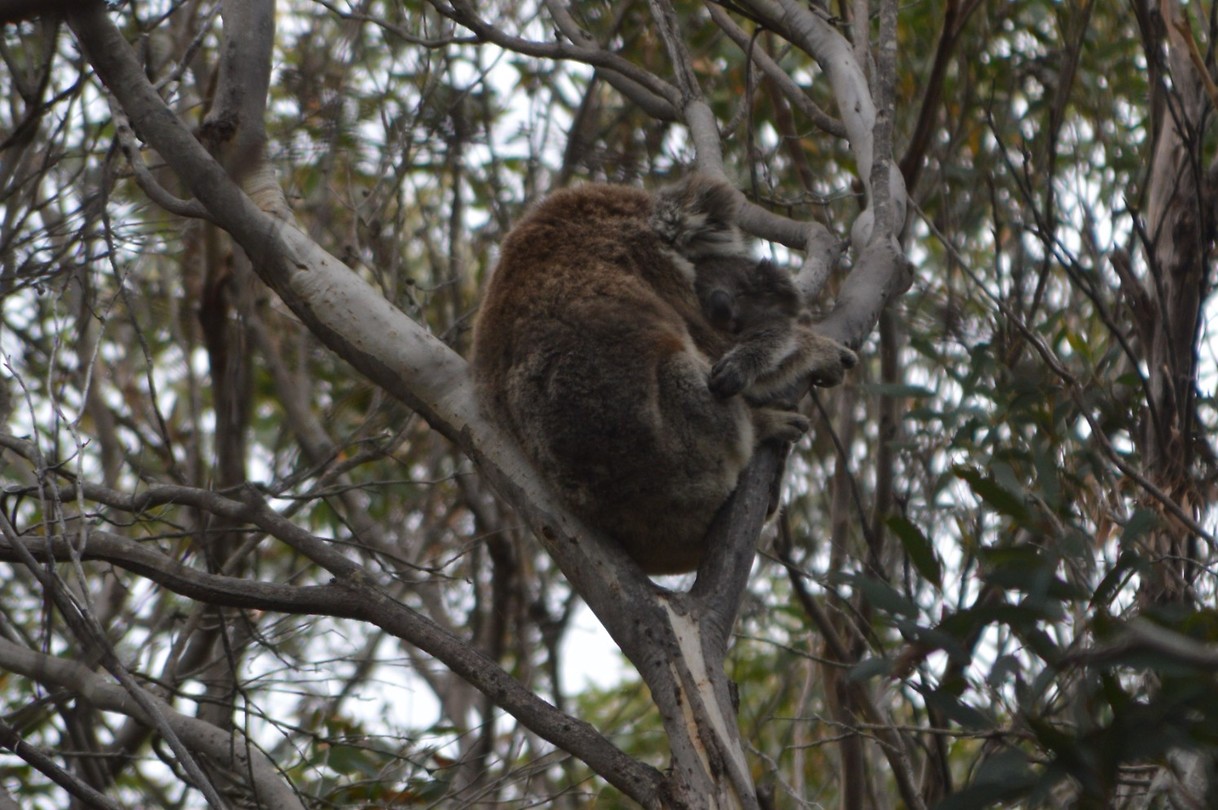 Wildlife Koala's (5) Foto René en Rita's reisblog
