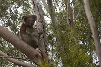 Wildlife Koala's (7)