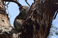 Wildlife Koala's (8)