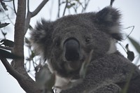 11 Koala's (1)